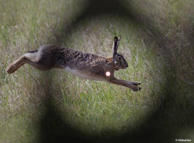 Hunting with Aimpoint sight